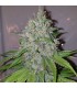 Mango Lassi (KC36 x Di Frutti)
