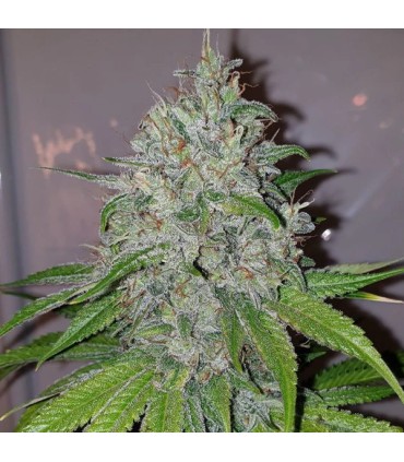 Mango Lassi (KC36 x Di Frutti)