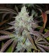 Mango Lassi (KC36 x Di Frutti)