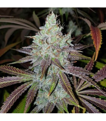 Mango Lassi (KC36 x Di Frutti)