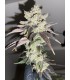Mango Lassi (KC36 x Di Frutti)