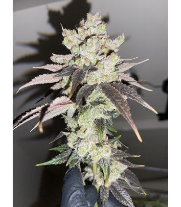 Mango Lassi (KC36 x Di Frutti)