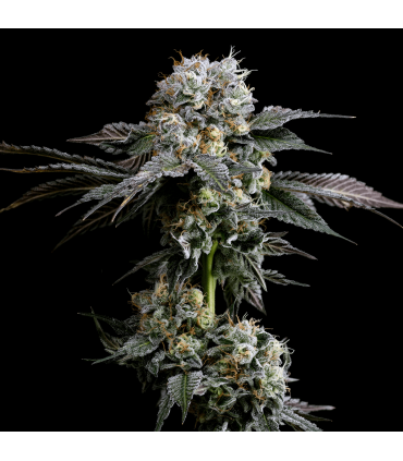 Hash Drip (Hash Burger x Grape Gas)