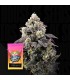 Cherry Banger (Head Banger x Lemon Cherry)