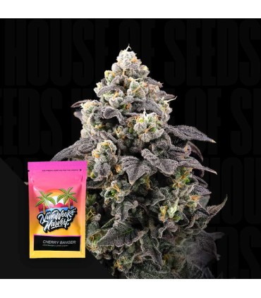 Cherry Banger (Head Banger x Lemon Cherry)