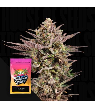 UK Runtz (Cheese x Runtz)