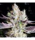 Booberry Cookies RBX 5FEM (Blueberry Cookies x End Game)
