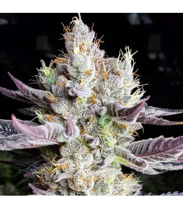Booberry Cookies RBX 5FEM (Blueberry Cookies x End Game)