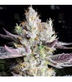 Booberry Cookies RBX 5FEM (Blueberry Cookies x End Game)