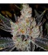 10TH Planet R1 5FEM (Planet of the Grapes R1 x Quattro kush)