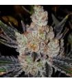 10TH Planet R1 5FEM (Planet of the Grapes R1 x Quattro kush)