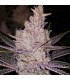 Orange Kush Cake R1 5FEM (Wedding Cake x Jilly Jean) x Triangle Kush x Mandarin Cookies R2