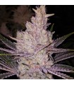 Orange Kush Cake R1 5FEM (Wedding Cake x Jilly Jean) x Triangle Kush x Mandarin Cookies R2