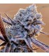 Lilac Diesel RBX2 5FEM (SLH x Forbidden Fruit) x (NYCD x Cherry pie) x (Citral Glue x CHEMDi95)