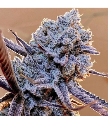 Lilac Diesel RBX2 5FEM (SLH x Forbidden Fruit) x (NYCD x Cherry pie) x (Citral Glue x CHEMDi95)