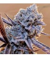 Lilac Diesel RBX2 5FEM (SLH x Forbidden Fruit) x (NYCD x Cherry pie) x (Citral Glue x CHEMDi95)