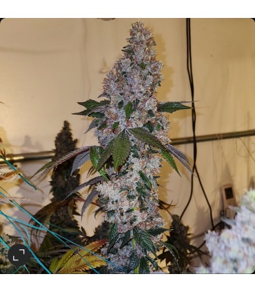 Liqueur R1 5FEM (Crescendo x Cherry pie OG)