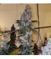 Liqueur R1 5FEM (Crescendo x Cherry pie OG)