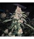 Lemon Whhip Haze 5FEM (SLH IBL x SLH IBL)