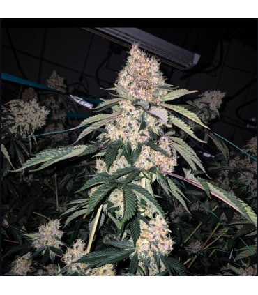 Lemon Whhip Haze 5FEM (SLH IBL x SLH IBL)