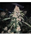 Lemon Whhip Haze 5FEM (SLH IBL x SLH IBL)