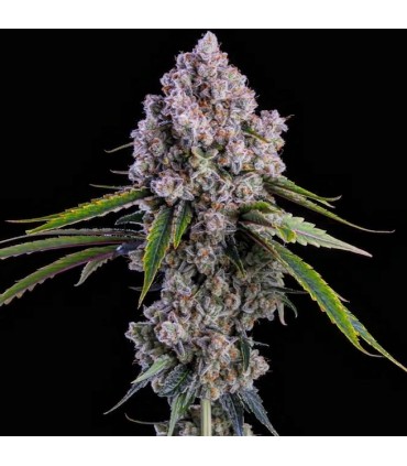 Pepe Silvia R1 5FEM (Zweet OG x Grandpa’s Cookies)