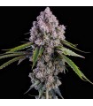 Pepe Silvia R1 5FEM (Zweet OG x Grandpa’s Cookies)