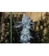 All The Sauces R1 5FEM (Original Zkittlez x Wrank)
