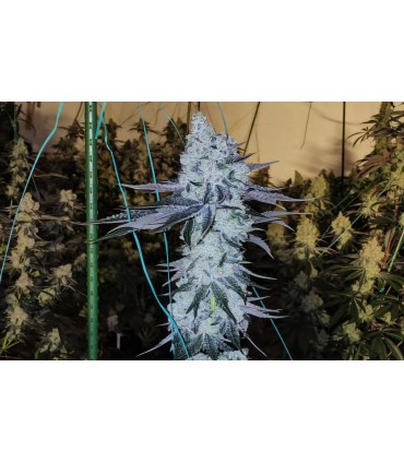 All The Sauces R1 5FEM (Original Zkittlez x Wrank)