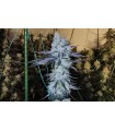 All The Sauces R1 5FEM (Original Zkittlez x Wrank)