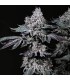 Nuggz R1 5FEM (LCG x (Gary Payton x Fish Scale)