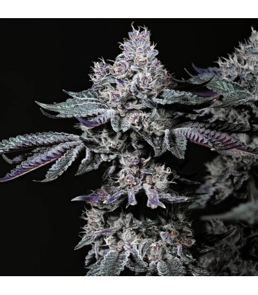 Nuggz R1 5FEM (LCG x (Gary Payton x Fish Scale)