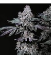 Nuggz R1 5FEM (LCG x (Gary Payton x Fish Scale)