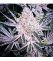 Purple Sunset RBX2 5FEM (Purple Punch x Mandarin Cookies) x (Purple Punch x Mandarin Sunset) x Mandarin Sunset