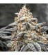 White Wedding 5FEM (Wedding Cake x Mandarin Cookies x Crescendo)