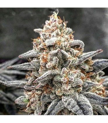 White Wedding 5FEM (Wedding Cake x Mandarin Cookies x Crescendo)