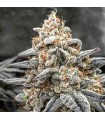 White Wedding 5FEM (Wedding Cake x Mandarin Cookies x Crescendo)