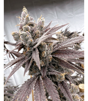 Shot Caller 6FEM (Don Mega x Hood Candyz)
