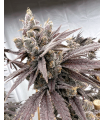 Shot Caller 6FEM (Don Mega x Hood Candyz)