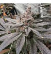 Gasserole 6FEM Last Supper (Shaded Frostee Cut) x Gas Guzzler
