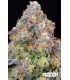 Blue Zlime 7FEM (Zyrup OG x Blucci)