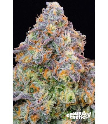 Blue Zlime 7FEM (Zyrup OG x Blucci)