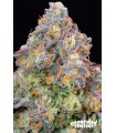 Blue Zlime 7FEM (Zyrup OG x Blucci)