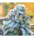 Zlurpi 7FEM (Z Runtz x Z Road)