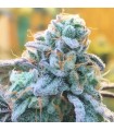 Zlurpi 7FEM (Z Runtz x Z Road)
