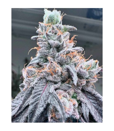 Swoosh 7FEM (Jumpsuit x Ozark)