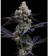 Garlic Cookies 3FEM (Girl Scout Cookies x Chemdawg)