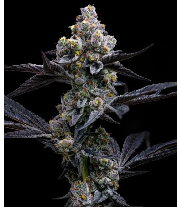 Garlic Cookies 3FEM (Girl Scout Cookies x Chemdawg)