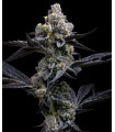 Garlic Cookies 3FEM (Girl Scout Cookies x Chemdawg)