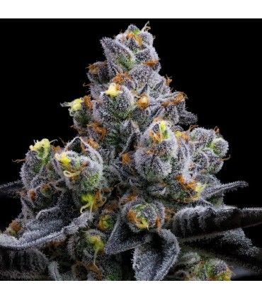 Garlic Cookies 3FEM (Girl Scout Cookies x Chemdawg)